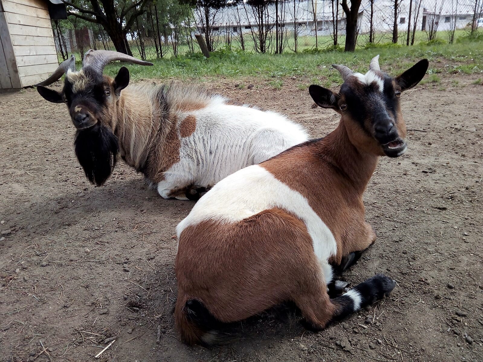 Dva zvědavci :-) Bonifácek a Bětuška